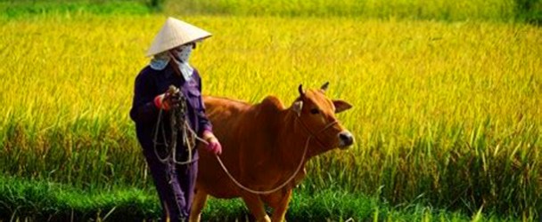 hoi-an-countryside-buffalo